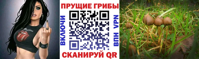 Галлюциногенные грибы Cubensis  Горячеводский 